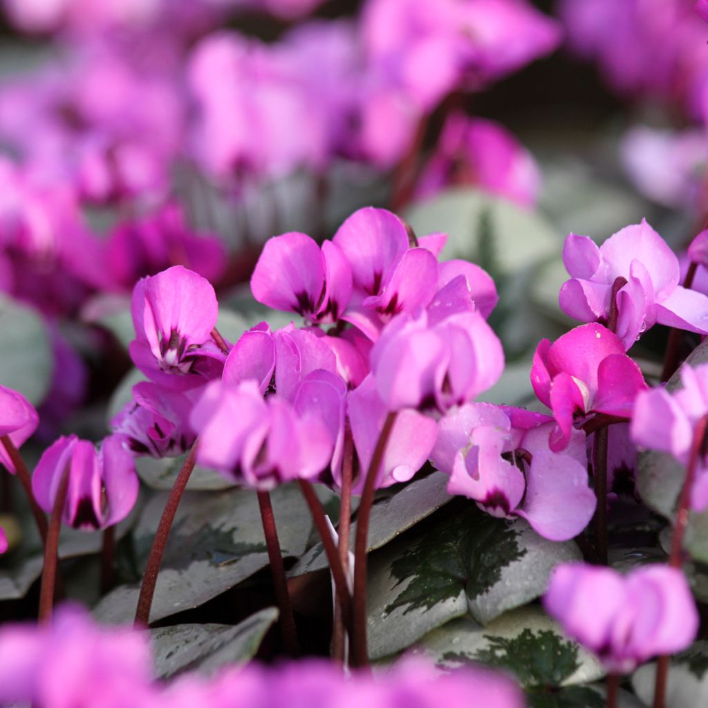 Cyclamen coum Christmas Tree rose - Frühlings Alpenveilche