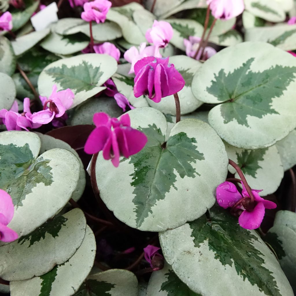 Cyclamen coum Christmas Tree rose - Frühlings Alpenveilche