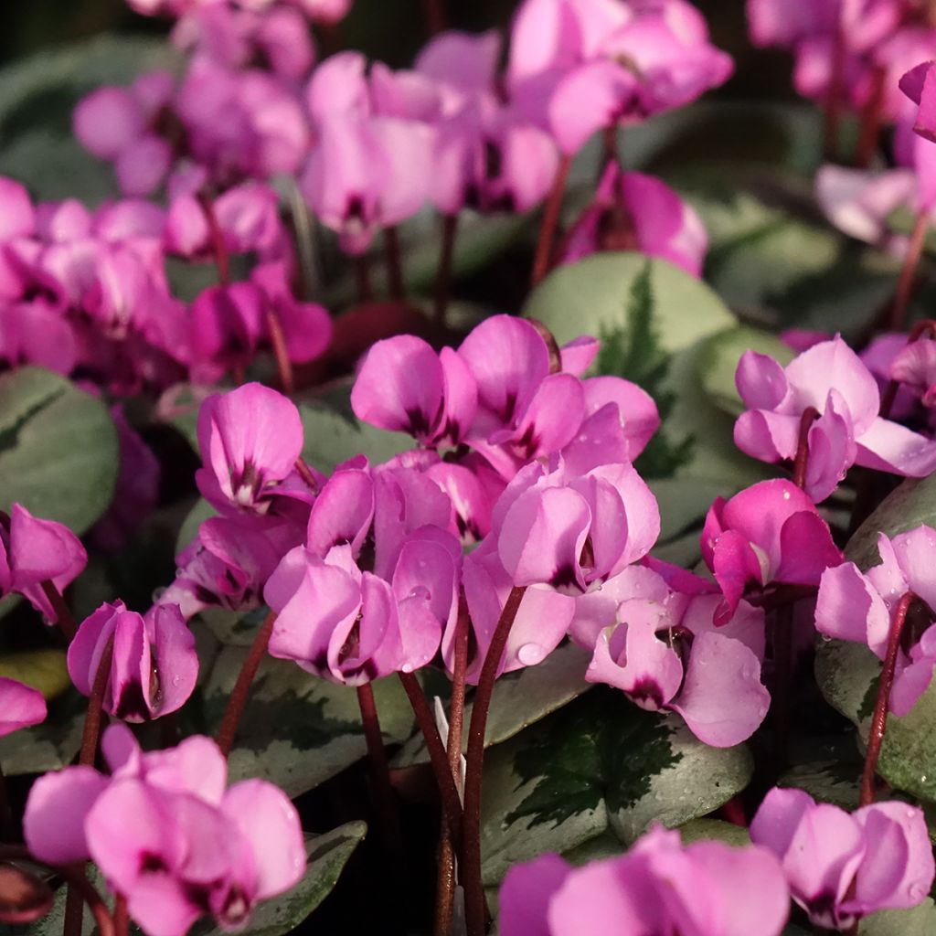 Cyclamen coum Christmas Tree rose - Frühlings Alpenveilche