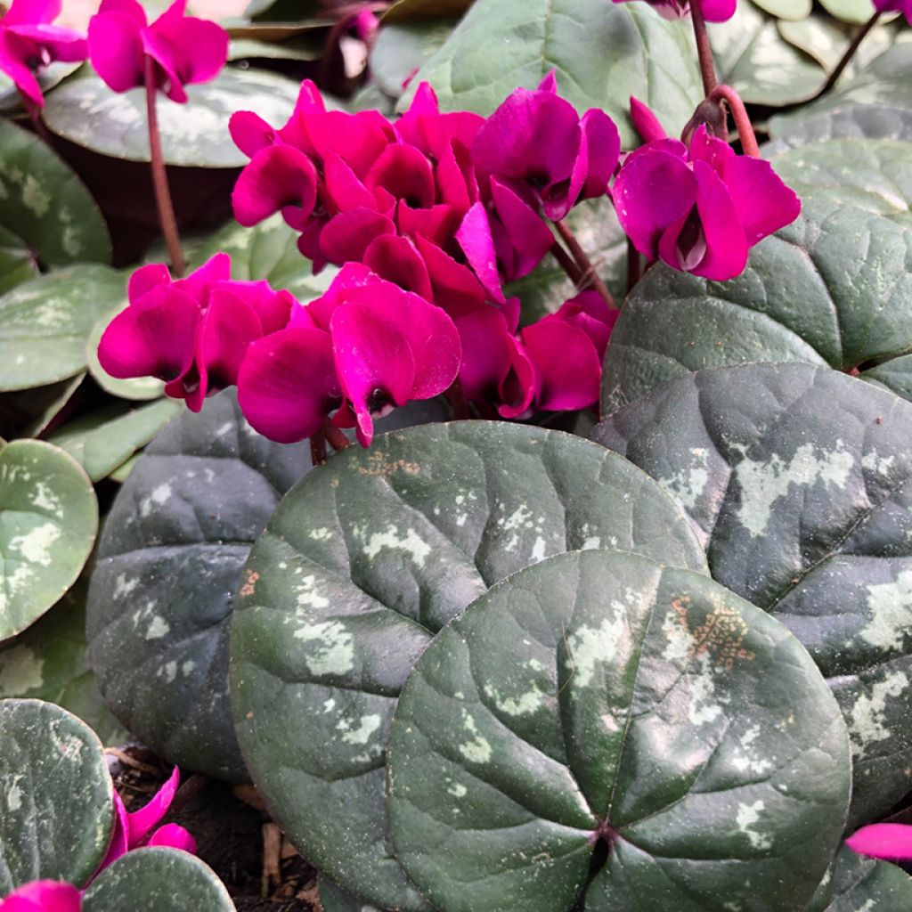 Cyclamen coum Meaden's Crimson feuillage marbré - Frühlings Alpenveilche