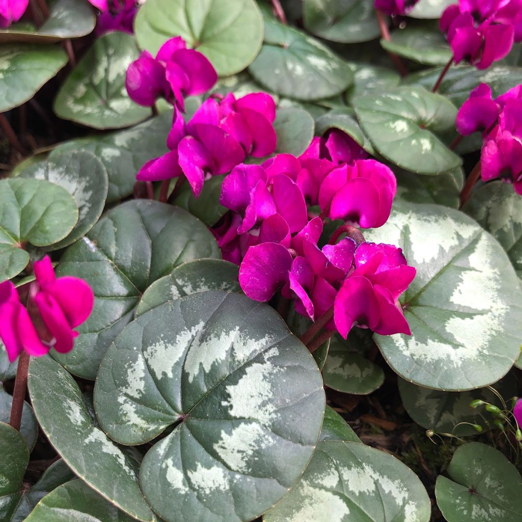 Cyclamen coum Meaden's Crimson feuillage marbré - Frühlings Alpenveilche