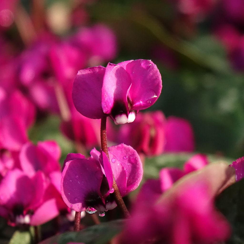 Cyclamen coum Meaden's Crimson feuillage marbré - Frühlings Alpenveilche