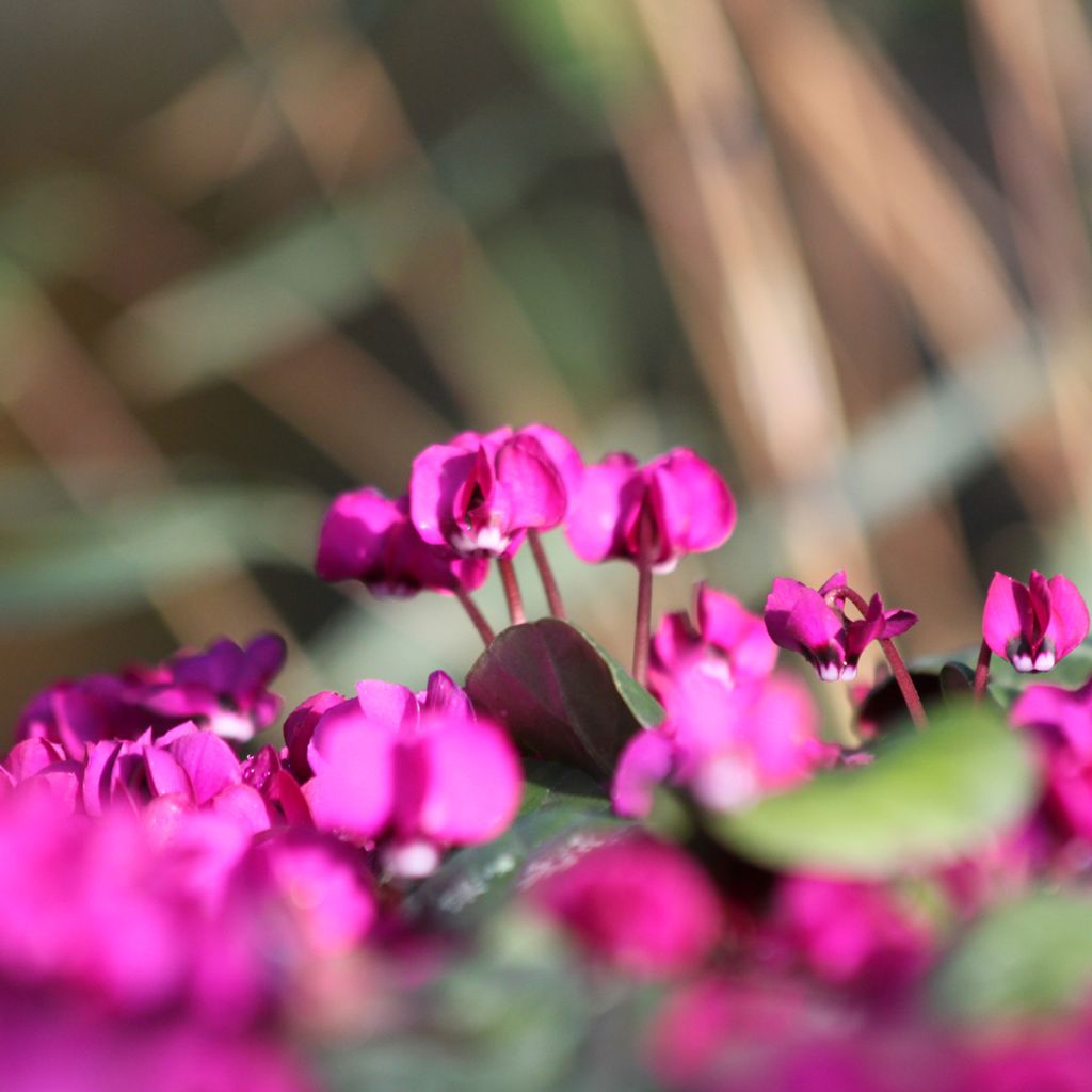 Cyclamen coum Meaden's Crimson feuillage marbré - Frühlings Alpenveilche