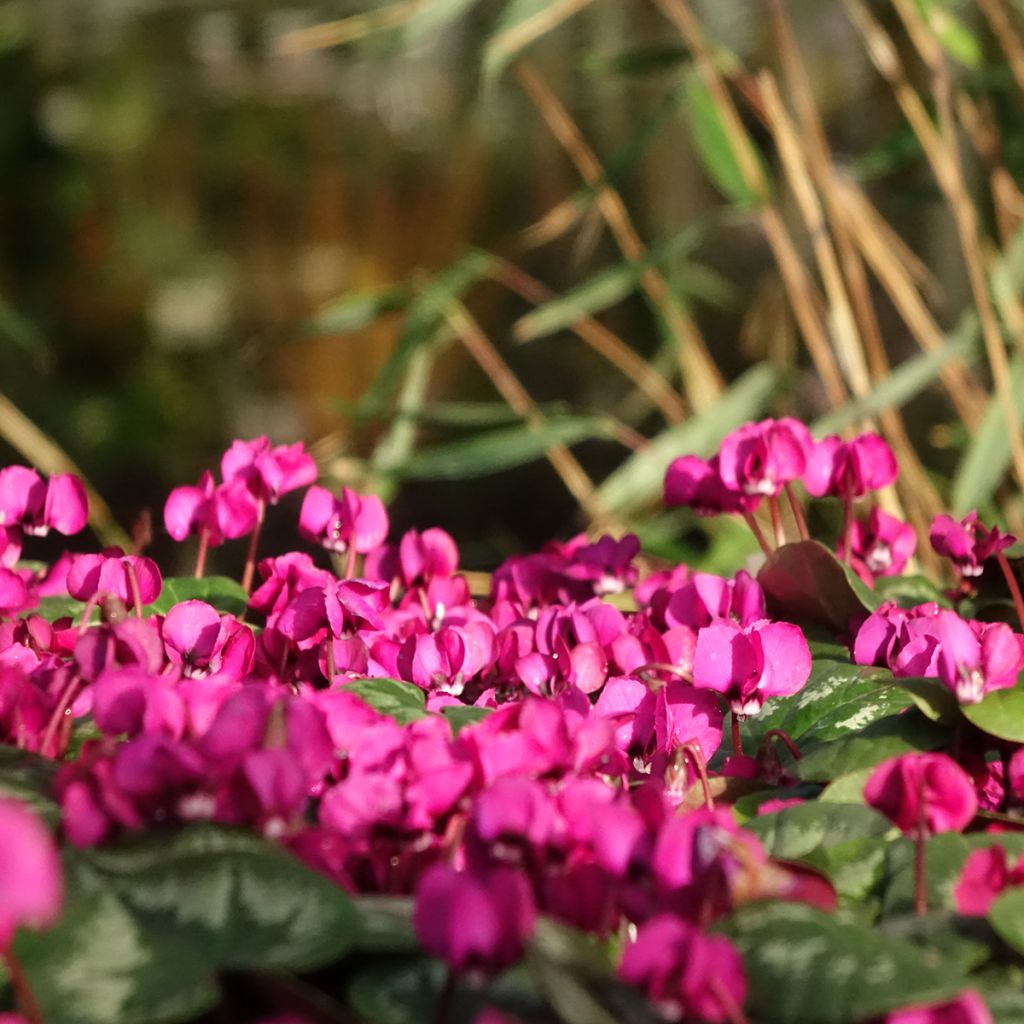 Cyclamen coum Meaden's Crimson feuillage marbré - Frühlings Alpenveilche