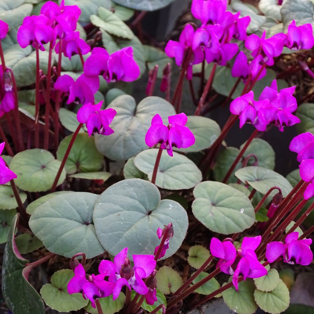 Cyclamen coum Meaden's Crimson feuillage vert - Frühlings Alpenveilche