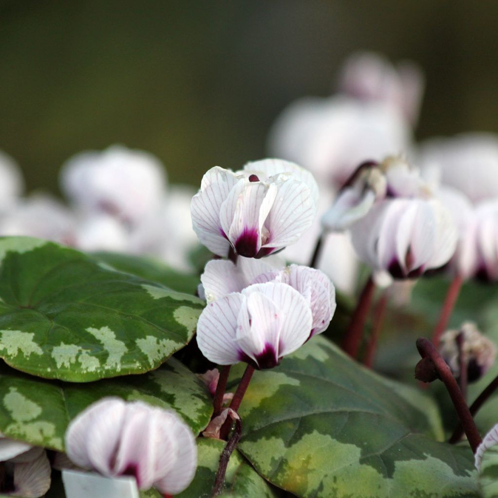 Cyclamen coum f. pallidum Porcelain - Frühlings Alpenveilche