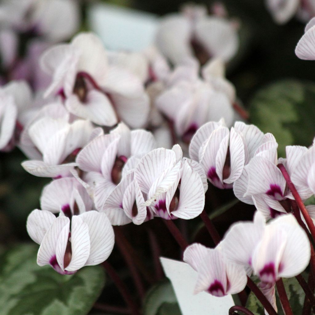 Cyclamen coum f. pallidum Porcelain - Frühlings Alpenveilche