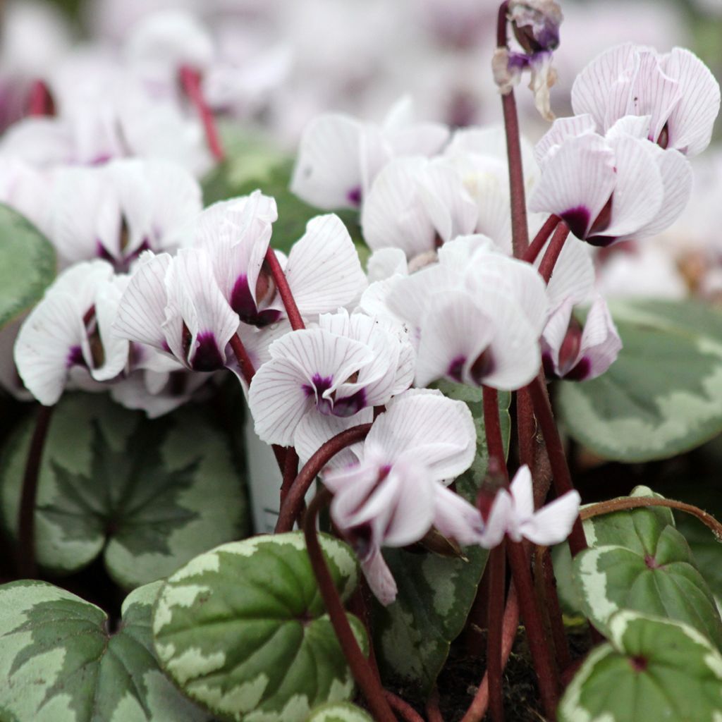 Cyclamen coum f. pallidum Porcelain - Frühlings Alpenveilche