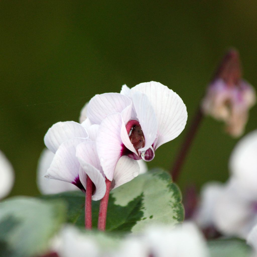 Cyclamen coum f. pallidum Porcelain - Frühlings Alpenveilche