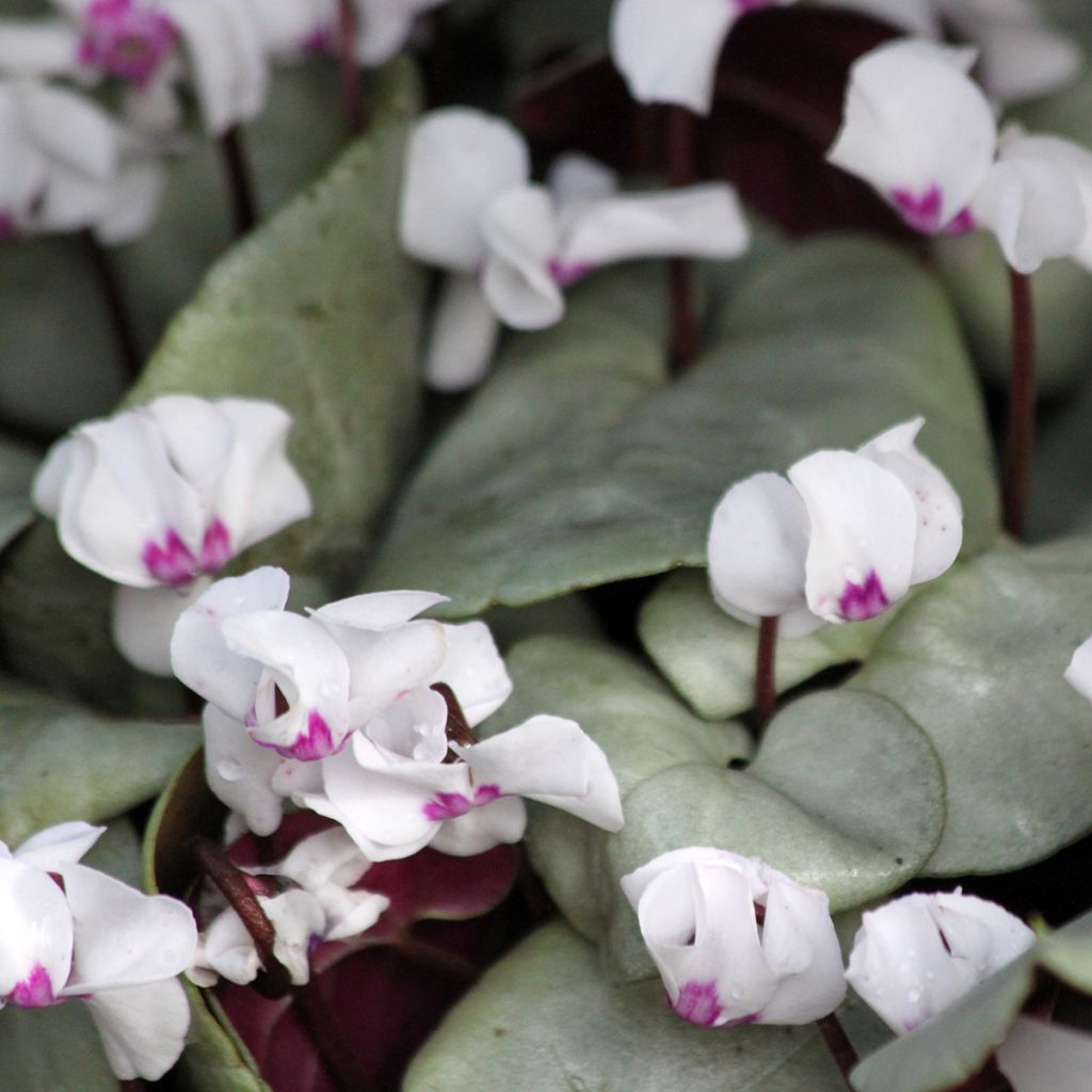 Cyclamen coum White Grey - Frühlings Alpenveilche