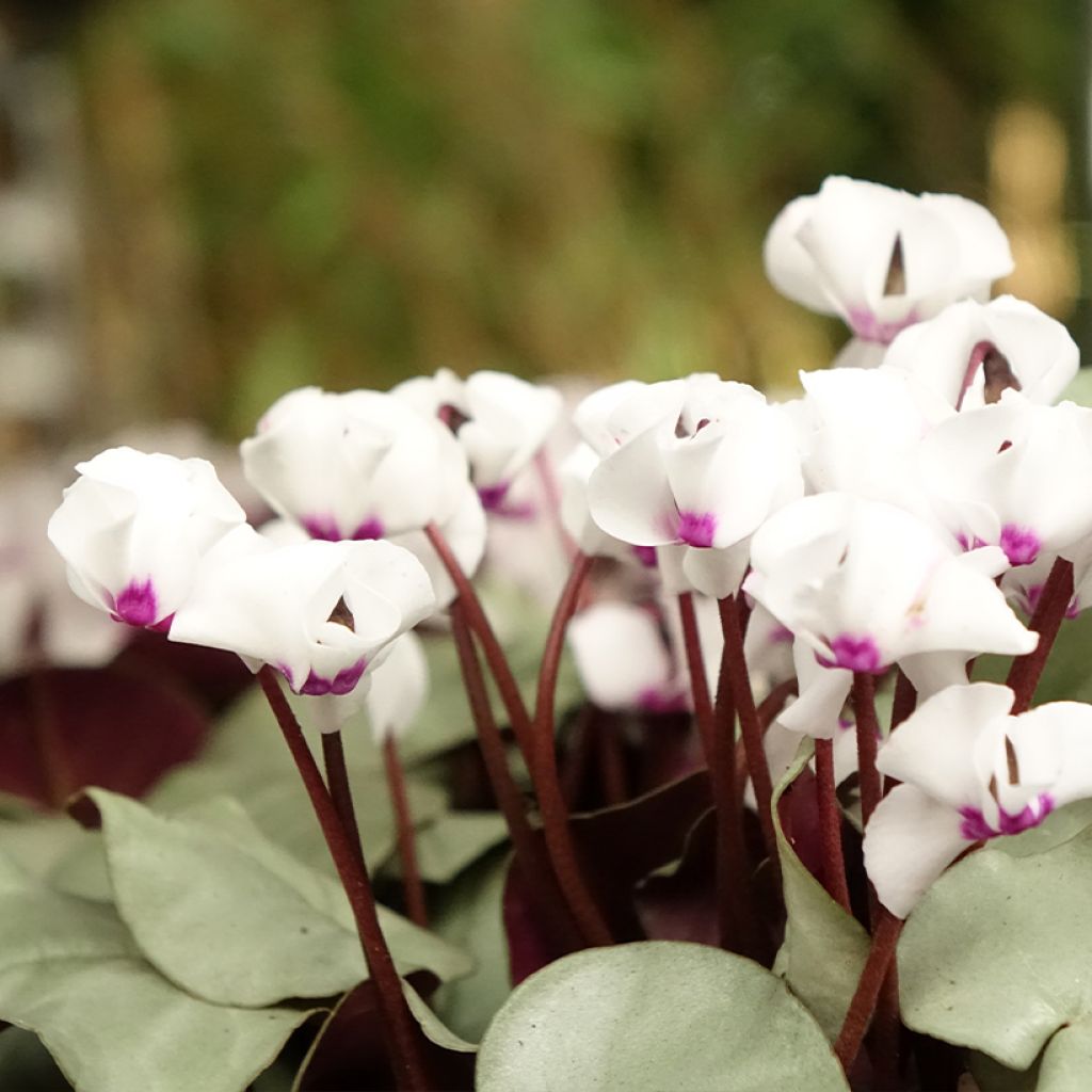 Cyclamen coum White Grey - Frühlings Alpenveilche