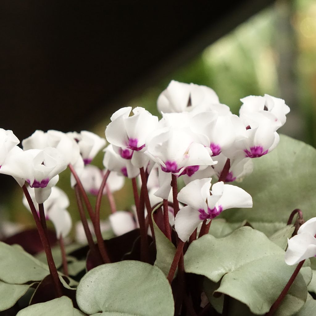 Cyclamen coum White Grey - Frühlings Alpenveilche