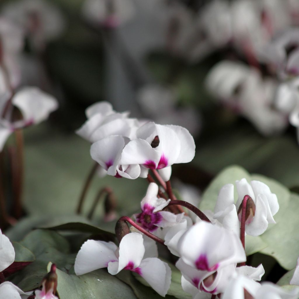 Cyclamen coum White Grey - Frühlings Alpenveilche