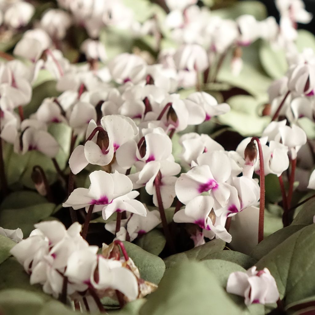 Cyclamen coum White Grey - Frühlings Alpenveilche