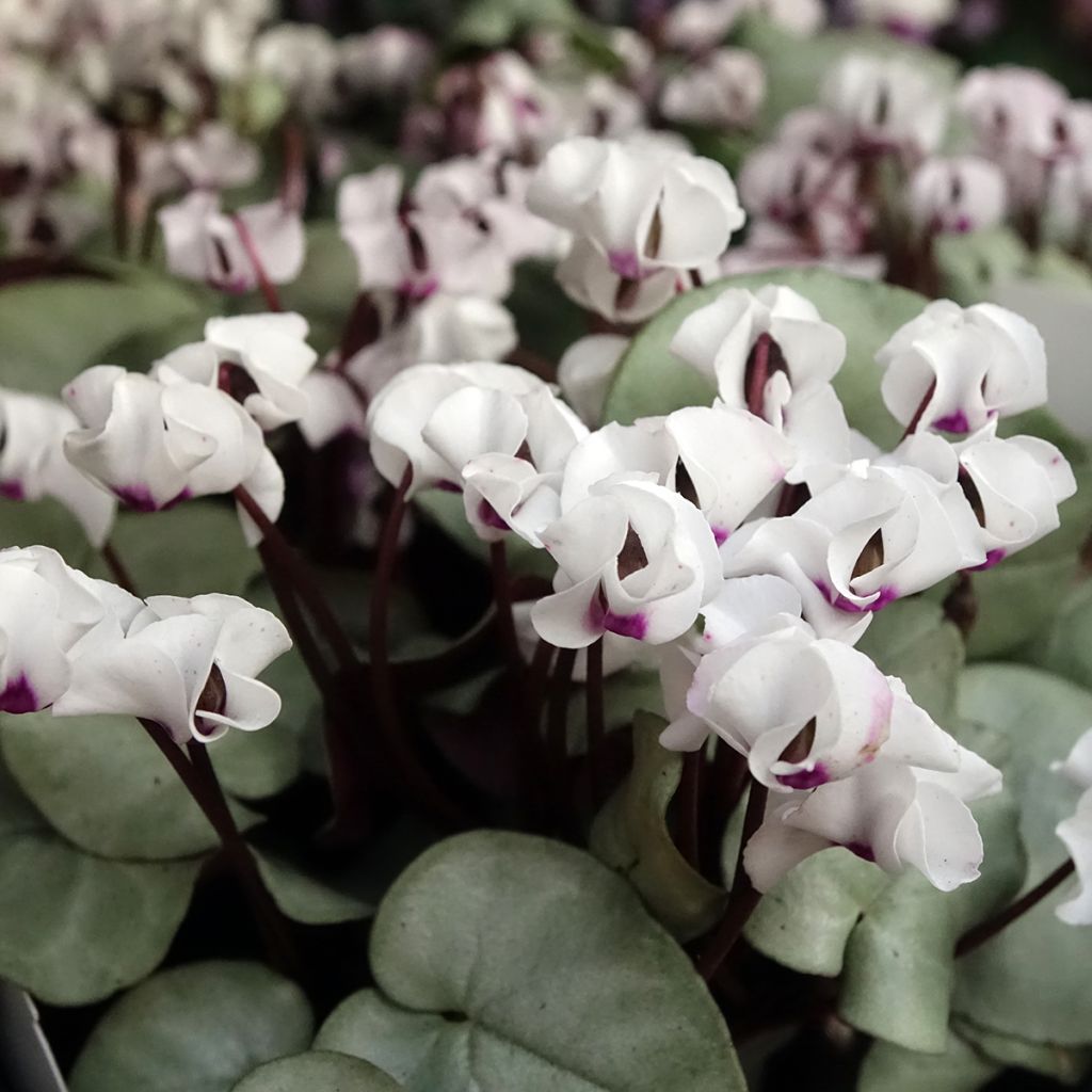 Cyclamen coum White Grey - Frühlings Alpenveilche