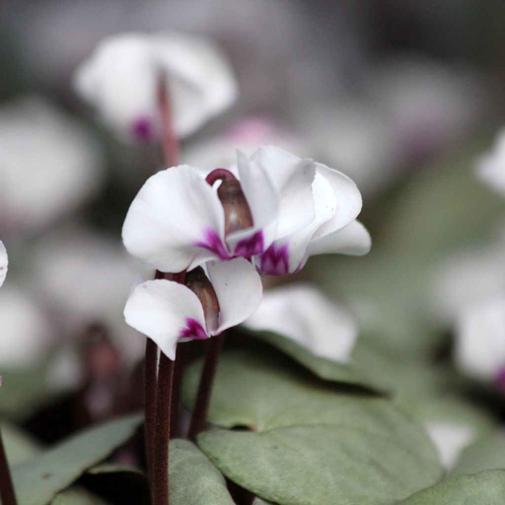 Cyclamen coum White Grey - Frühlings Alpenveilche