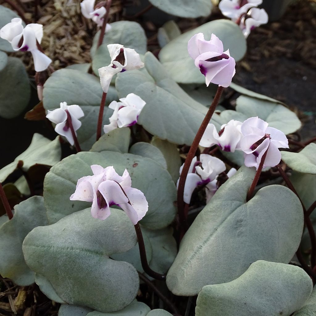 Cyclamen coum White Grey - Frühlings Alpenveilche