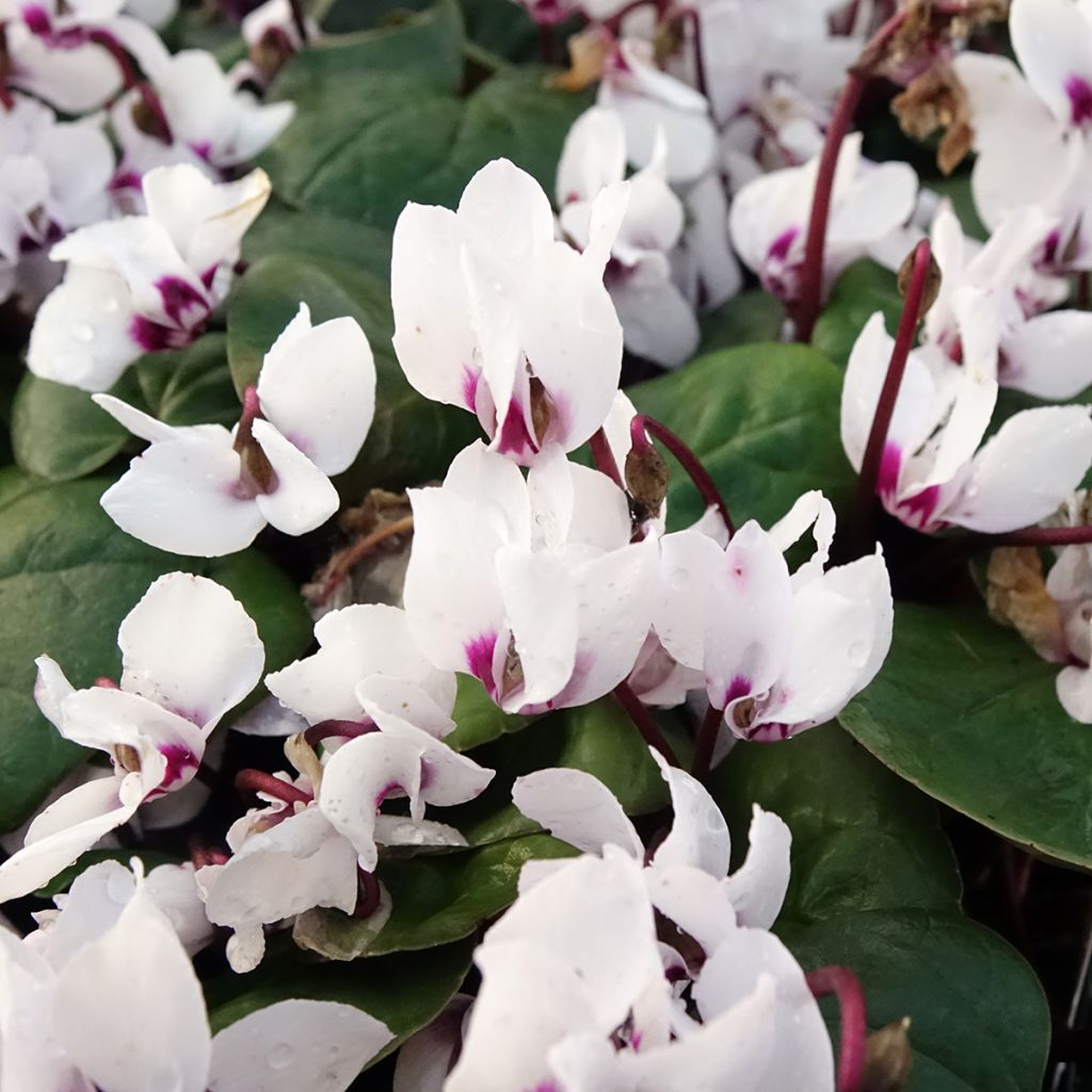 Cyclamen coum White Green - Frühlings Alpenveilche