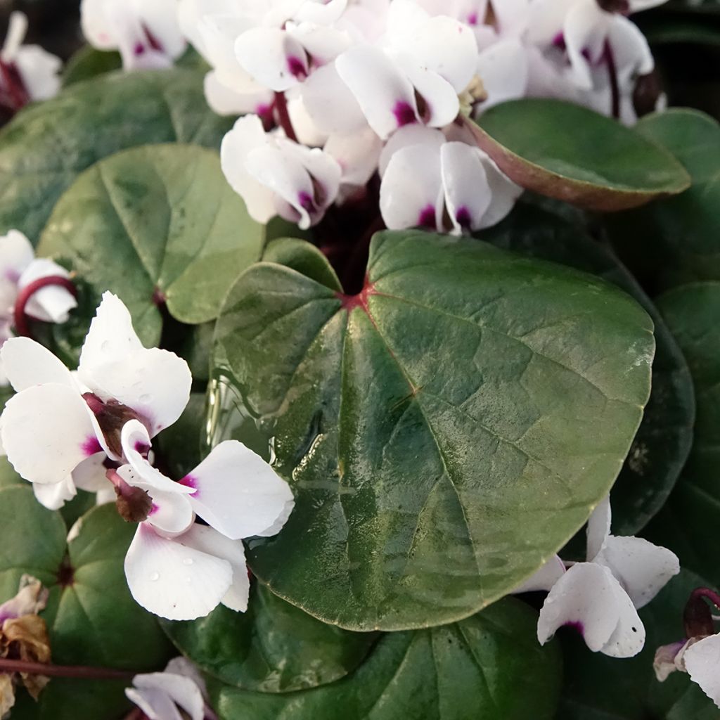 Cyclamen coum White Green - Frühlings Alpenveilche