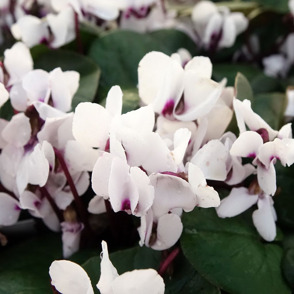 Cyclamen coum White Green - Frühlings Alpenveilche