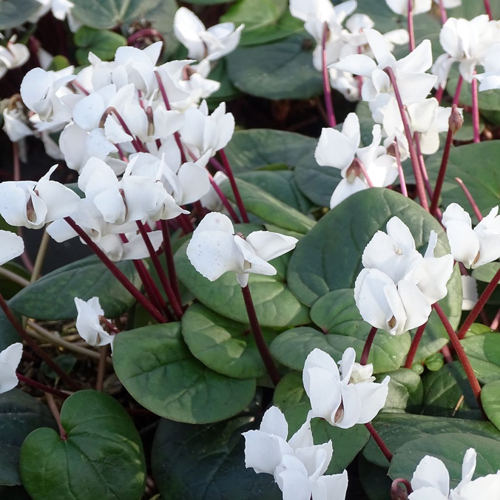 Cyclamen coum White Green - Frühlings Alpenveilche