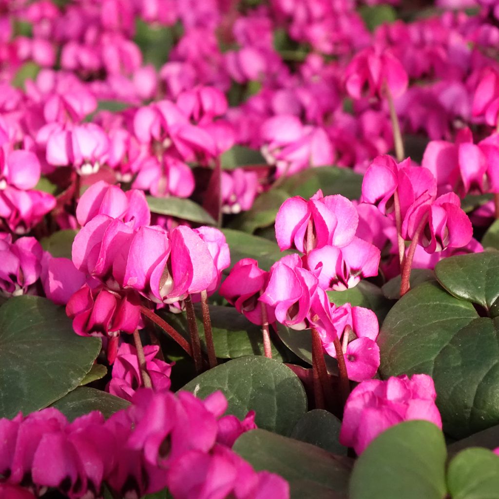 Cyclamen coum Fuschia feuillage vert - Frühlings Alpenveilche