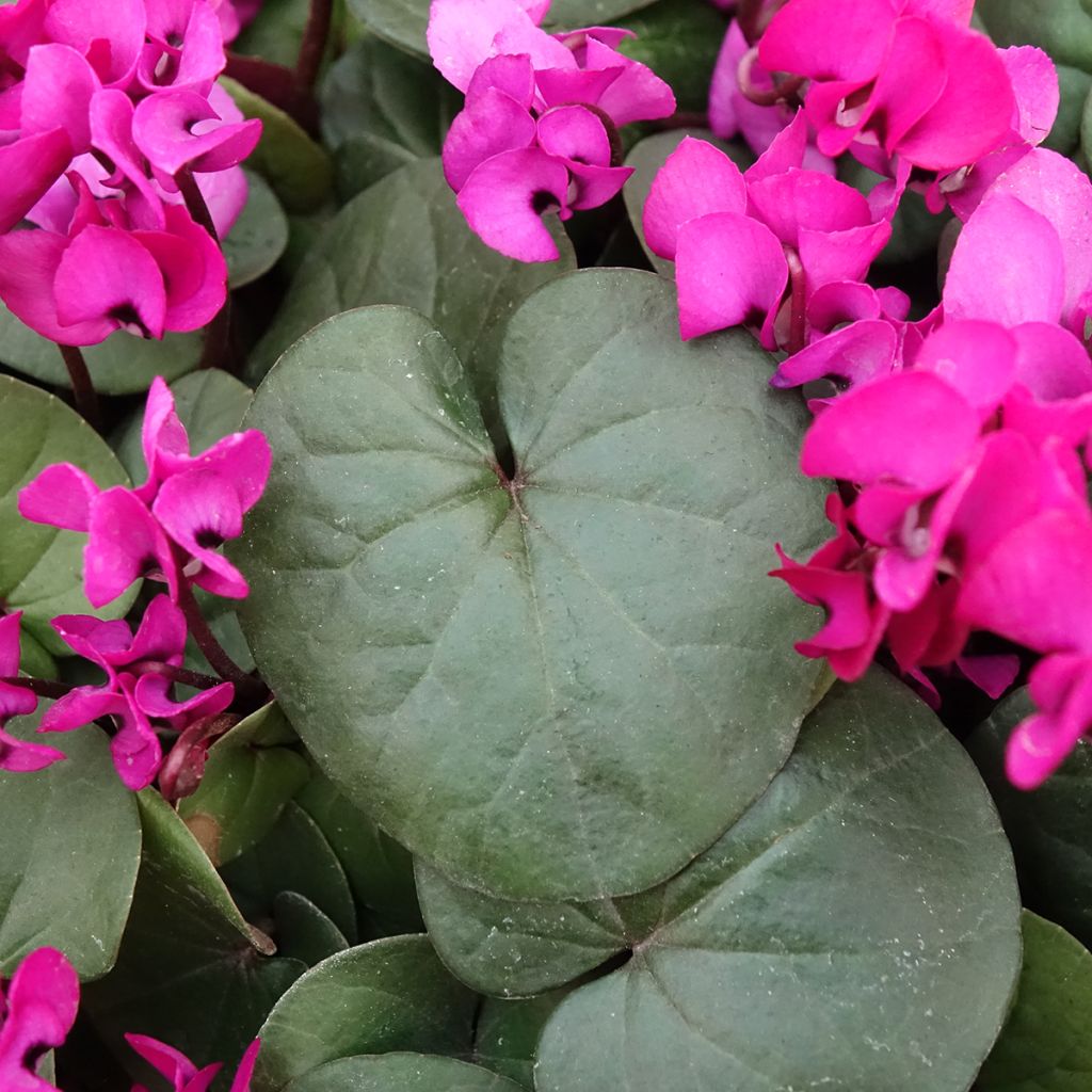 Cyclamen coum Fuschia feuillage vert - Frühlings Alpenveilche