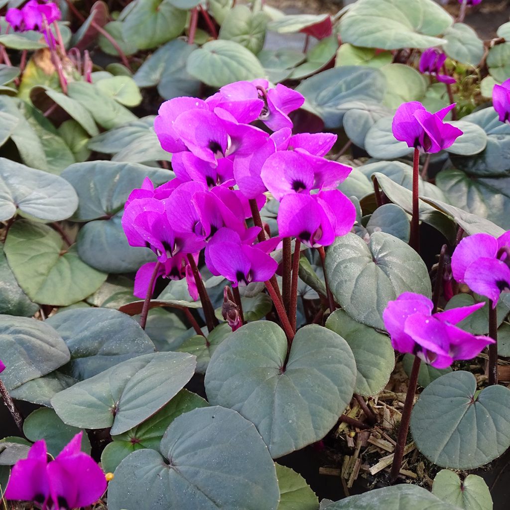 Cyclamen coum Fuschia feuillage vert - Frühlings Alpenveilche