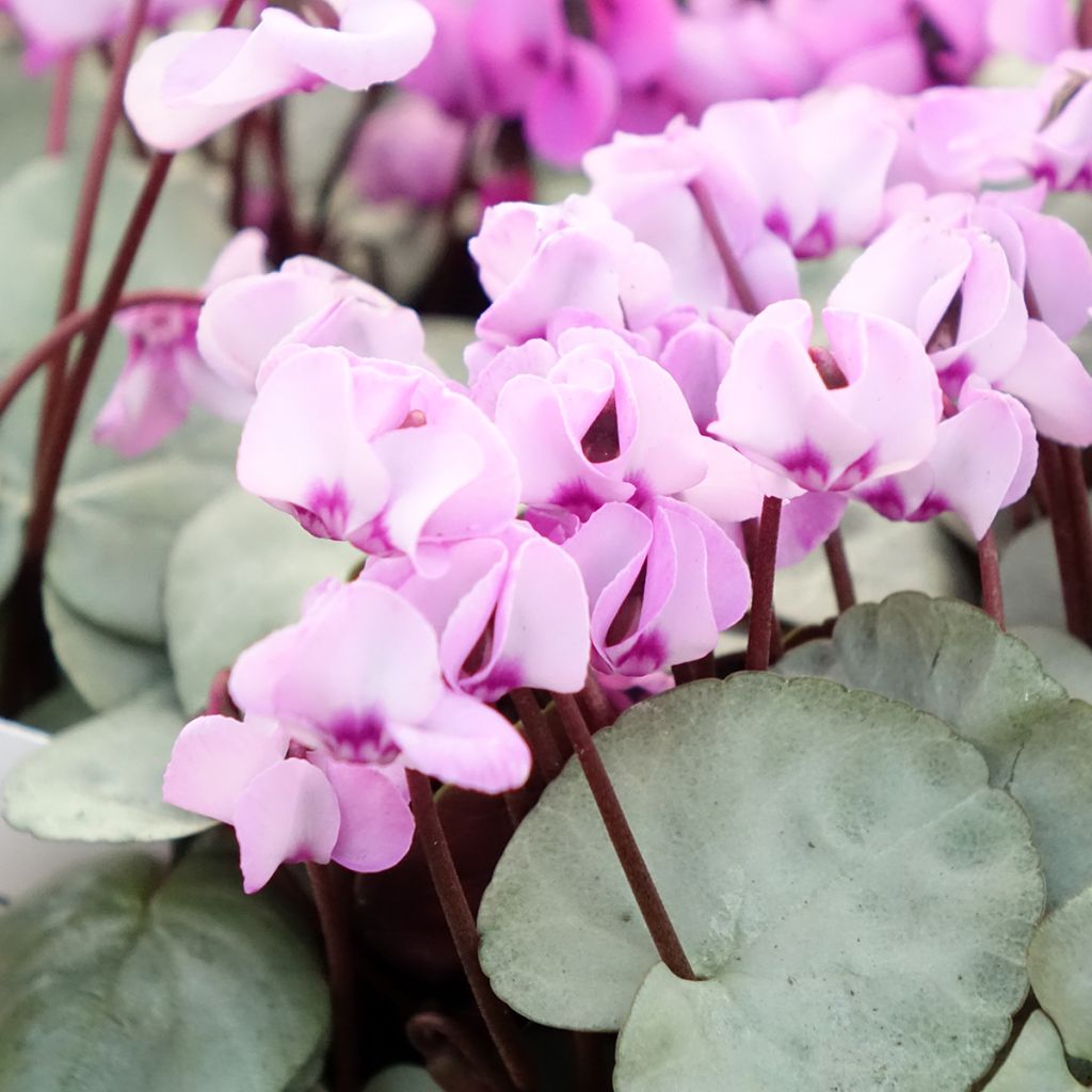 Cyclamen coum Rose feuillage gris - Frühlings Alpenveilche