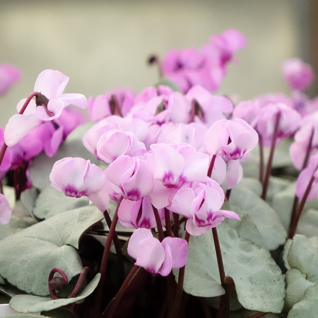 Cyclamen coum Rose feuillage gris - Frühlings Alpenveilche