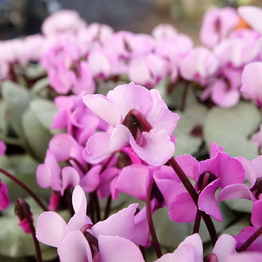 Cyclamen coum Rose feuillage gris - Frühlings Alpenveilche