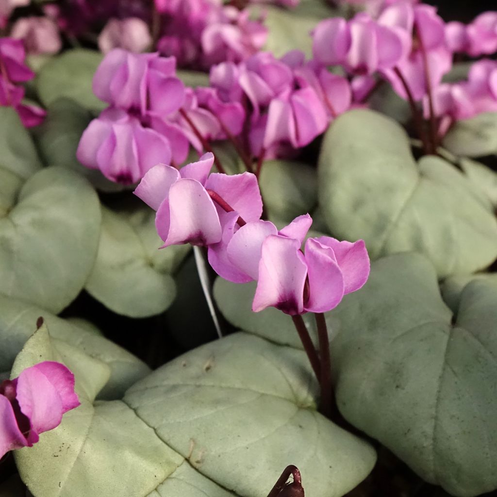 Cyclamen coum Rose feuillage gris - Frühlings Alpenveilche