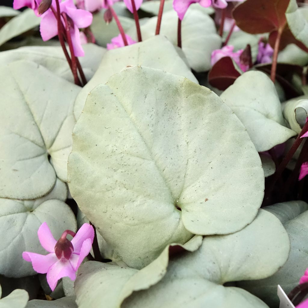 Cyclamen coum Rose feuillage gris - Frühlings Alpenveilche