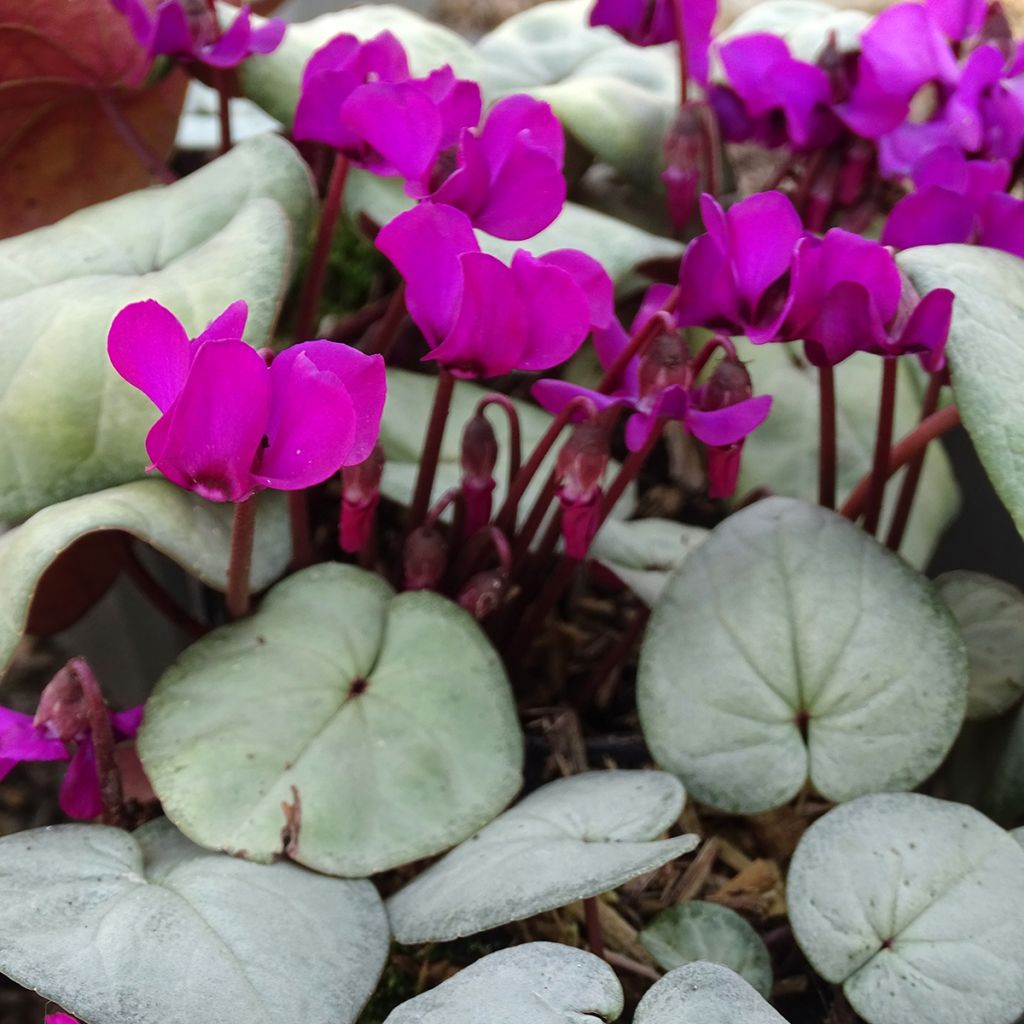 Cyclamen coum Rose feuillage gris - Frühlings Alpenveilche