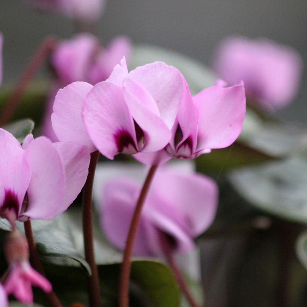 Cyclamen coum Pink Marbel - Frühlings Alpenveilche