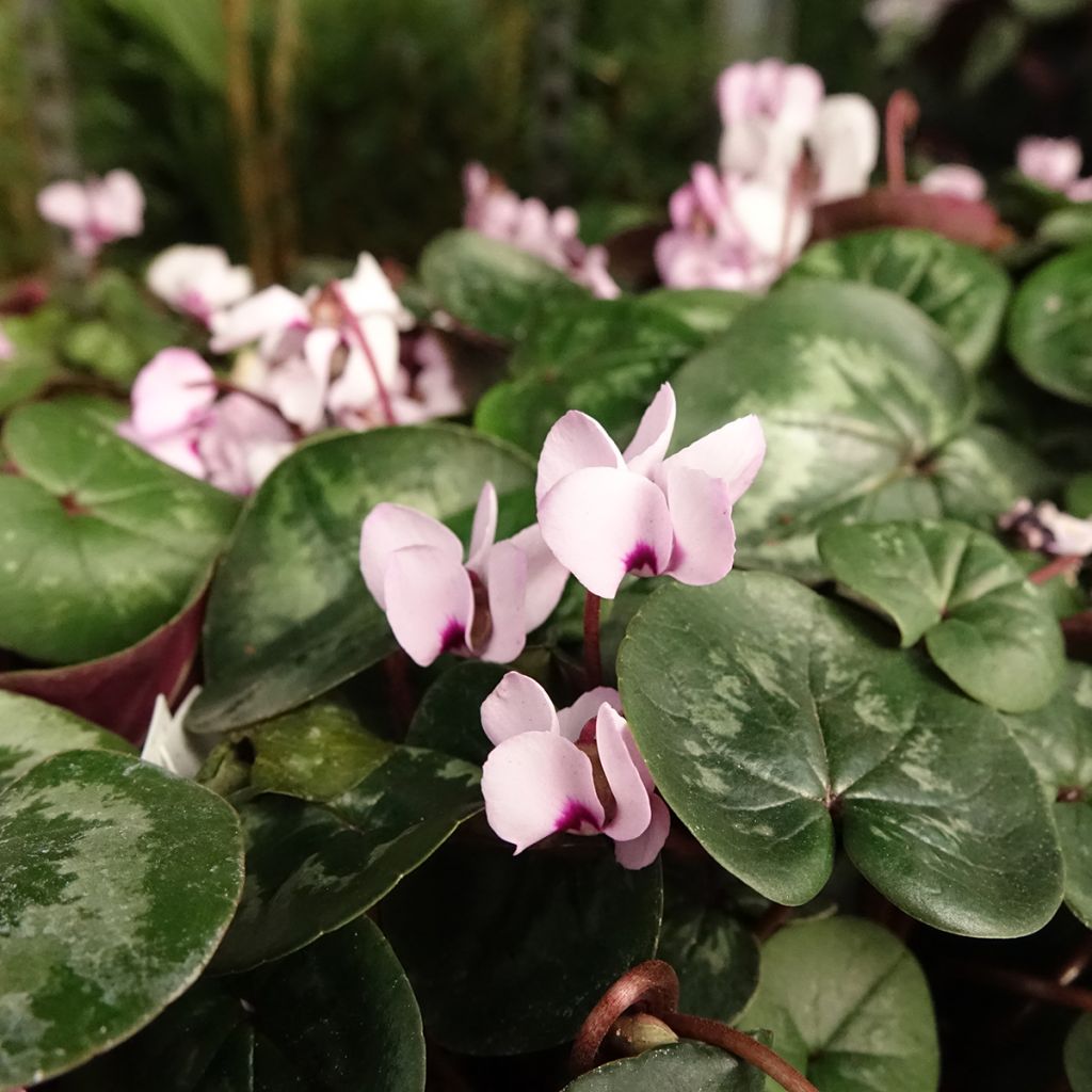 Cyclamen coum Pink Marbel - Frühlings Alpenveilche