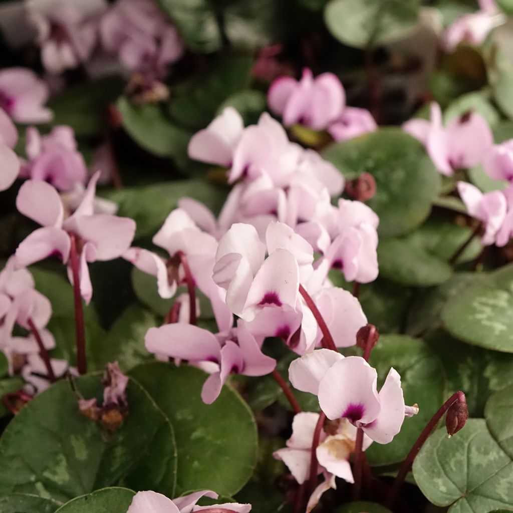 Cyclamen coum Pink Marbel - Frühlings Alpenveilche