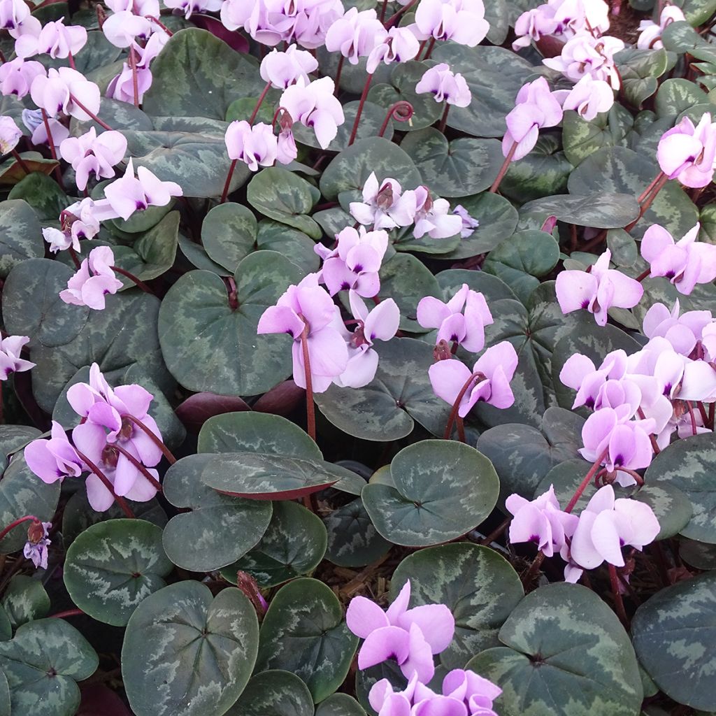 Cyclamen coum Pink Marbel - Frühlings Alpenveilche