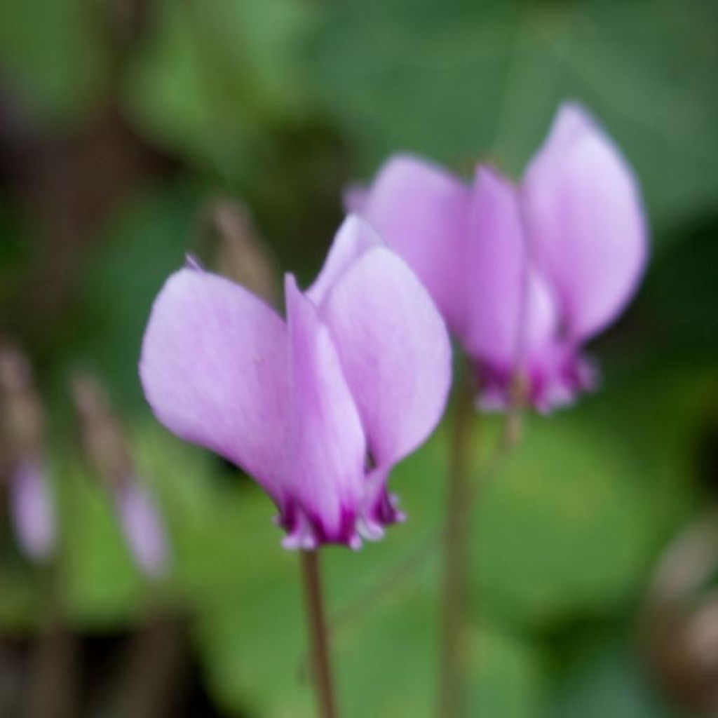 Cyclamen hederifolium - Herbst-Alpenveilchen