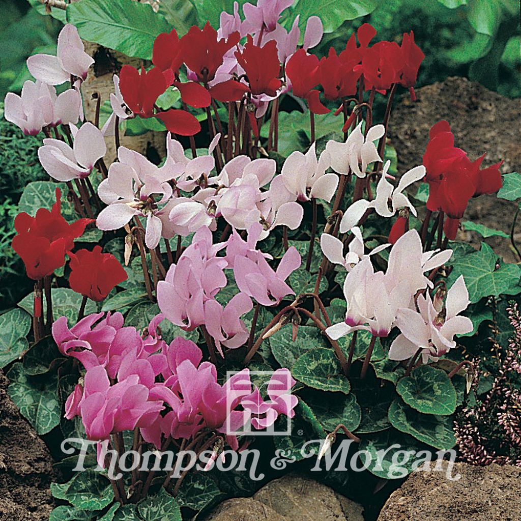 Cyclamen persicum grandiflorum Scentsation Mixed (Samen) - Zimmer-Alpenveilchen