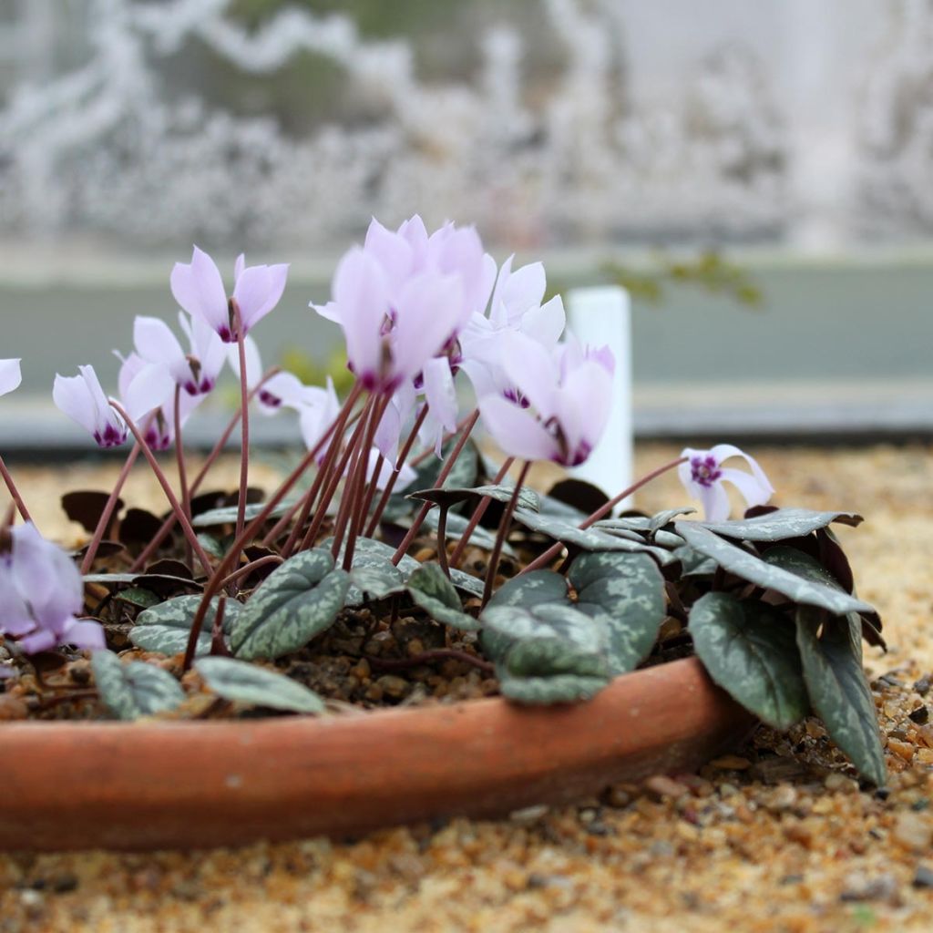 Cyclamen cilicium - Anatolien-Alpenveilchen