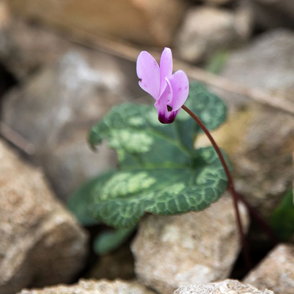 Cyclamen cilicium rose - Cyclamen de Cilicie