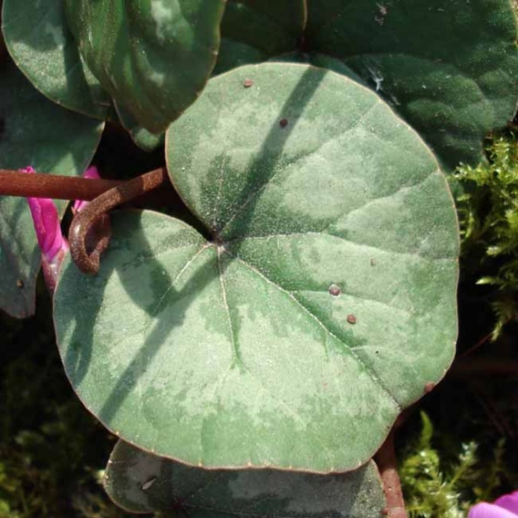 Cyclamen Coum rose