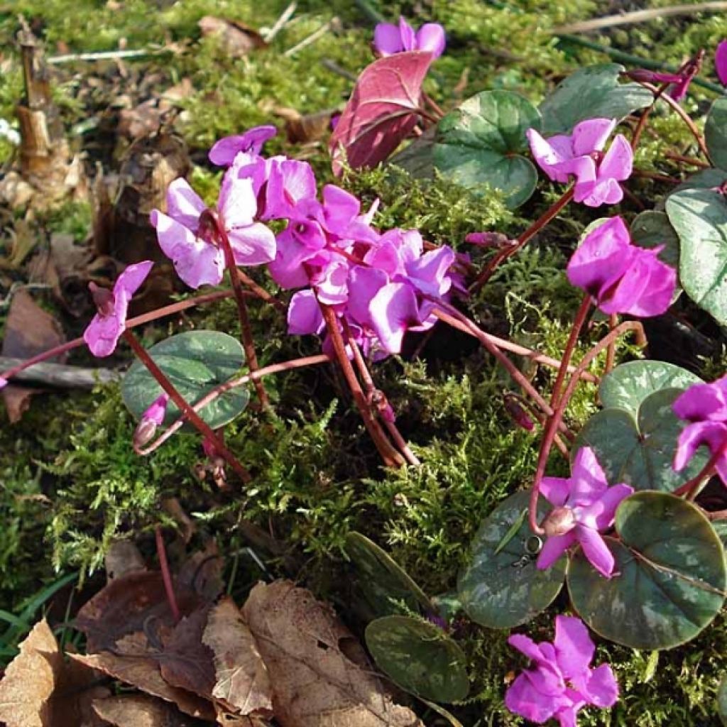 Cyclamen coum Rose en godet