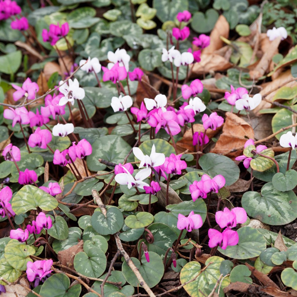 Cyclamen coum Blanc