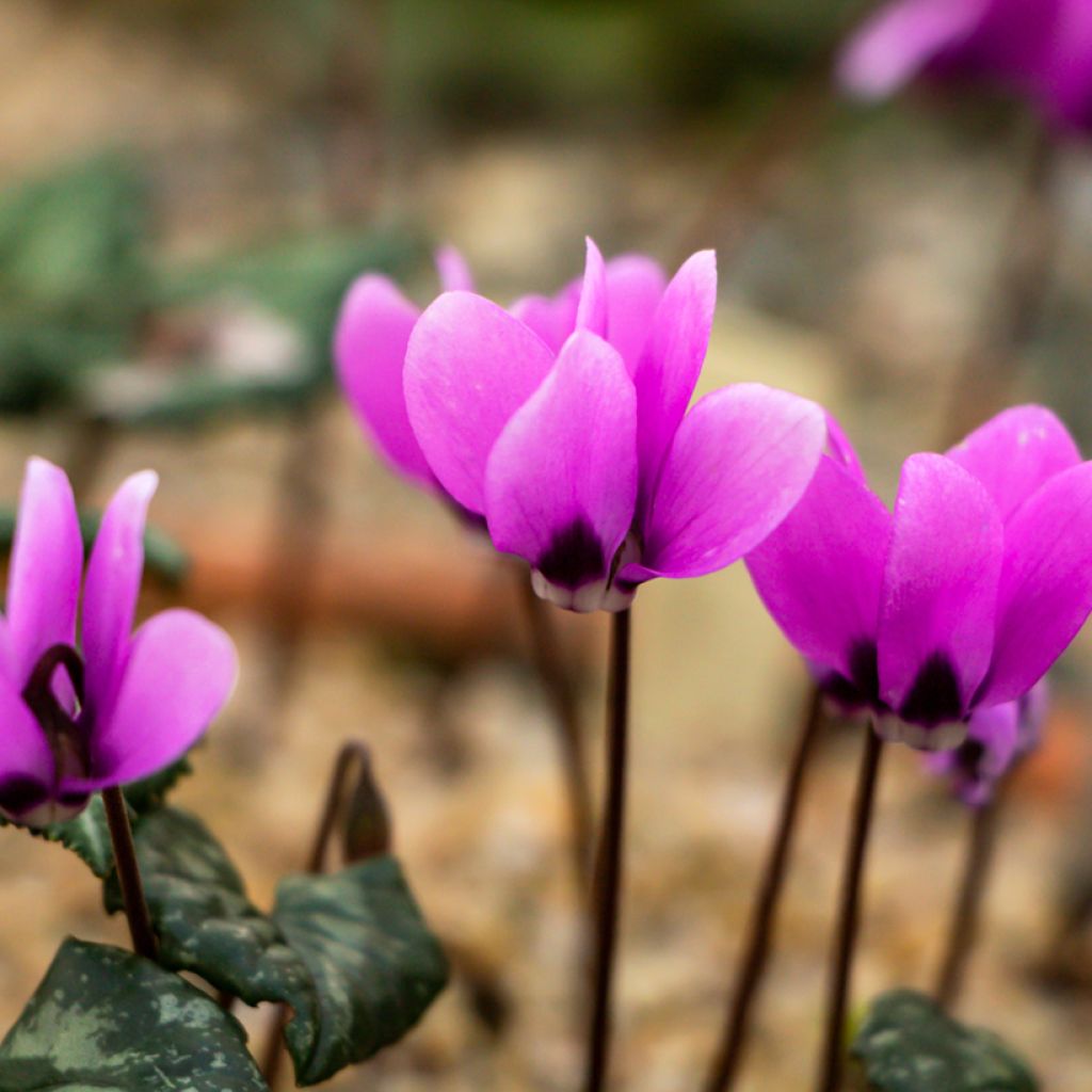 Cyclamen coum Rose en godet