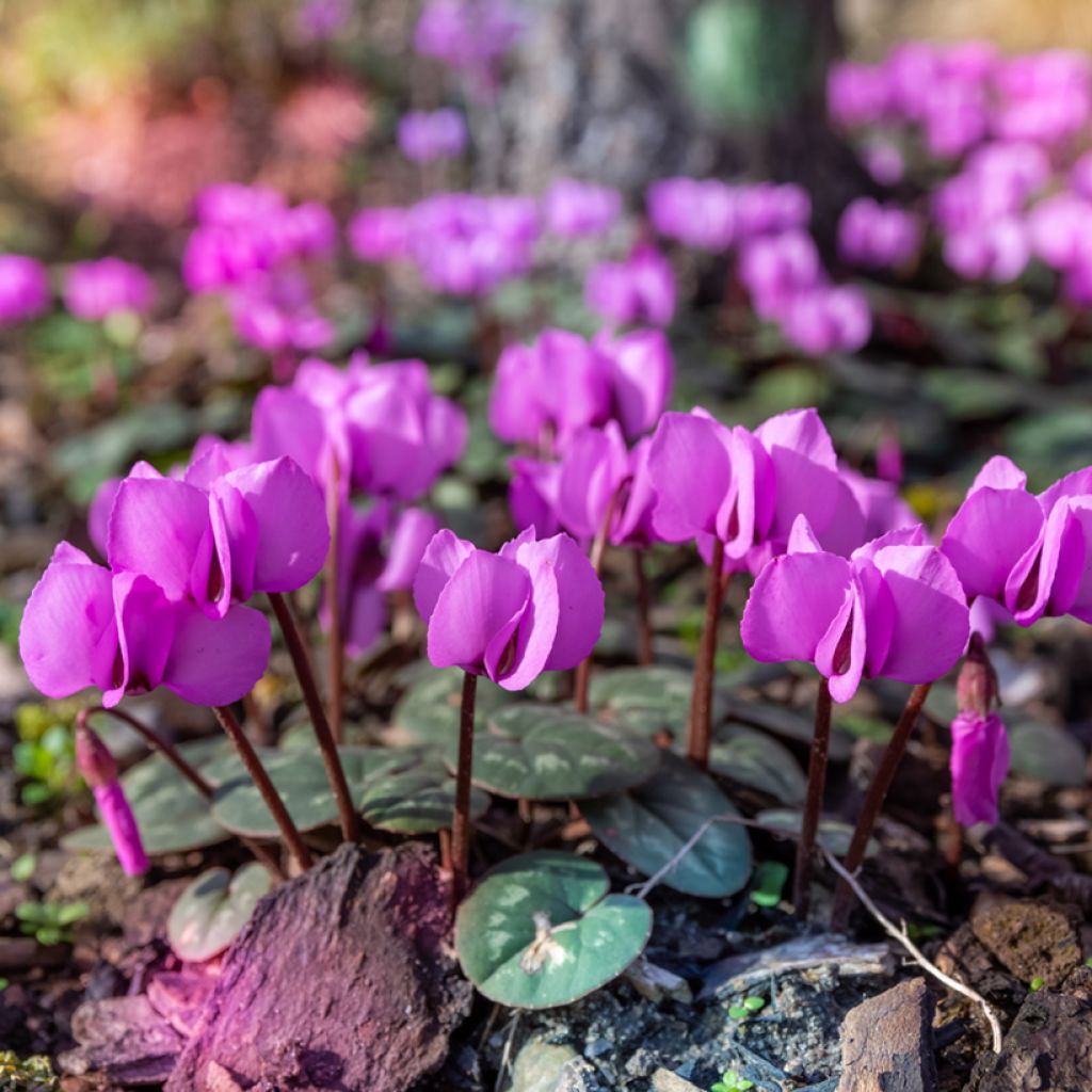 Cyclamen coum Rose en godet