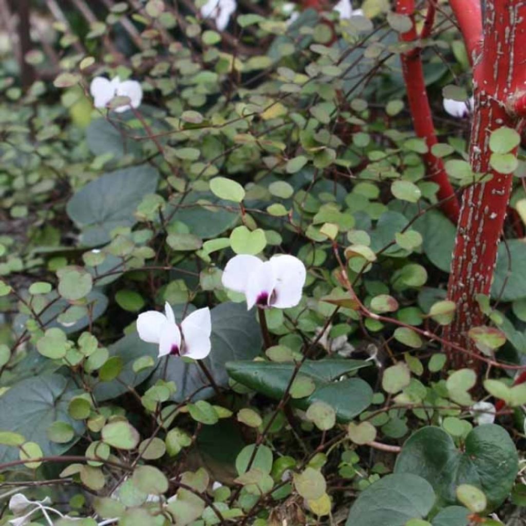 Cyclamen coum Album - Frühlings Alpenveilche