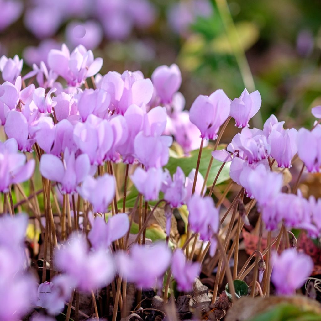 Cyclamen de Naples rose