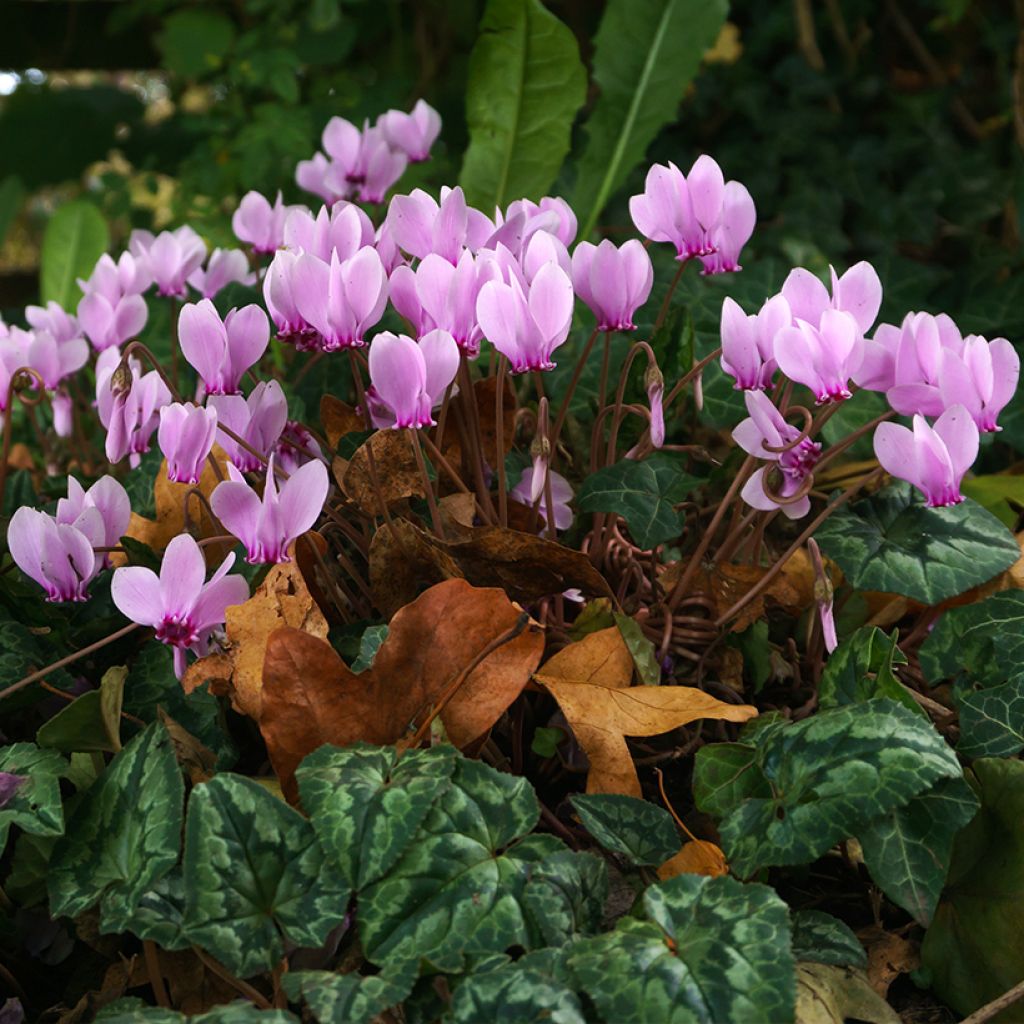 Cyclamen de Naples rose